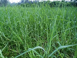 N.G.M.AGROCARE Bangladesh White German Fodder Grass Single Stick for Cultivated ( Pack of 100 Grass Stick )-thumb3