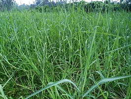 N.G.M.AGROCARE Bangladesh White German Fodder Grass Single Stick for Cultivated ( Pack of 200 Grass Stick )-thumb1