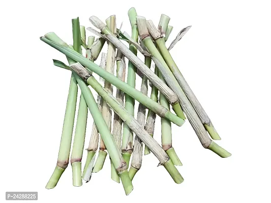 N.G.M.AGROCARE Bangladesh White German Fodder Grass Double Stick for Cultivated ( Pack of 50 Grass Stick )