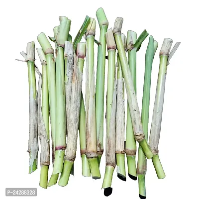 N.G.M.AGROCARE Bangladesh White German Fodder Grass Double Stick for Cultivated ( Pack of 100 Grass Stick )