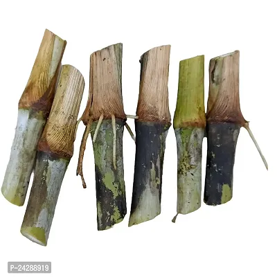 N.G.M.AGROCARE Bangladesh Jara Napier Fodder Grass Single Stick for Cultivated  ( Pack of 25 Grass Stick )