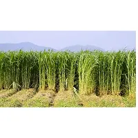 N.G.M.AGROCARE Bangladesh Jara Napier Fodder Grass Single Stick for Cultivated  ( Pack of 25 Grass Stick )-thumb2