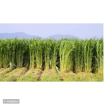 N.G.M.AGROCARE Bangladesh Jara Napier Fodder Grass Single Stick for Cultivated  ( Pack of 25 Grass Stick )-thumb3