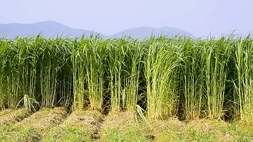 N.G.M.AGROCARE Bangladesh Jara Napier Fodder Grass Single Stick for Cultivated  ( Pack of 100 Grass Stick )-thumb1