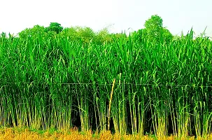 N.G.M.AGROCARE Bangladesh Jara Napier Fodder Grass Single Stick for Cultivated  ( Pack of 100 Grass Stick )-thumb3