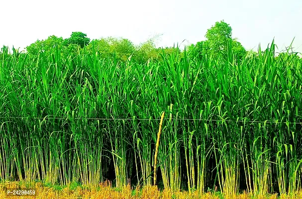 N.G.M.AGROCARE Bangladesh Jara Napier Fodder Grass Single Stick for Cultivated  ( Pack of 100 Grass Stick )-thumb4