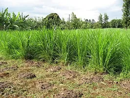 N.G.M.AGROCARE Red Napier Grass Seeds MP Chari Grass, Multi Cut Grass For Goat, Cow ( Pack of 1000 Seeds )-thumb1