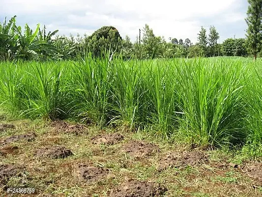 N.G.M.AGROCARE Red Napier Grass Seeds MP Chari Grass, Multi Cut Grass For Goat, Cow ( Pack of 1000 Seeds )-thumb2