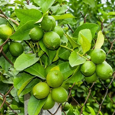 N.G.M.AGROCARE Kolkata Pati Lemon Fruit Plant ( Pack of 1 Plant )-thumb0