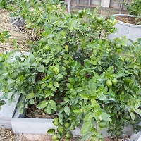 N.G.M.AGROCARE Kolkata Pati Lemon Fruit Plant ( Pack of 1 Plant )-thumb1