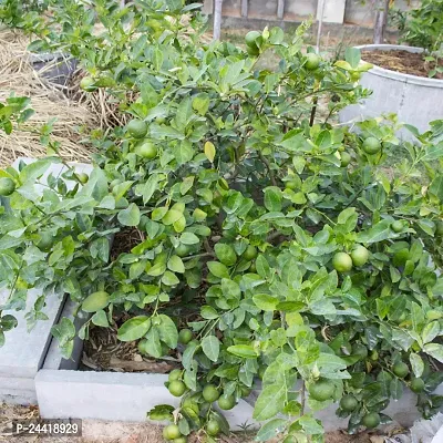 N.G.M.AGROCARE Kolkata Pati Lemon Fruit Plant ( Pack of 1 Plant )-thumb2