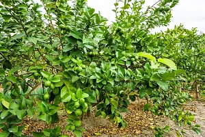 N.G.M.AGROCARE Kolkata Pati Lemon Fruit Plant ( Pack of 1 Plant )-thumb2