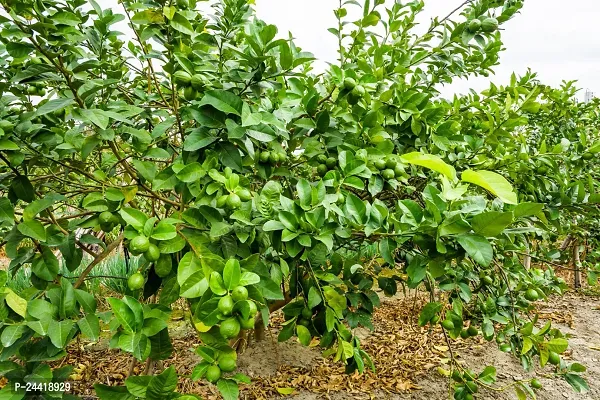 N.G.M.AGROCARE Kolkata Pati Lemon Fruit Plant ( Pack of 1 Plant )-thumb3