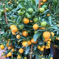 Pakistani Kagzi/Kumbaquat Lemon Fruit Plant ( Pack Of 1 Plant )-thumb1