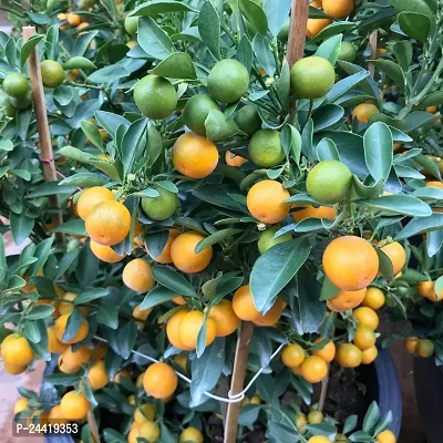 Pakistani Kagzi/Kumbaquat Lemon Fruit Plant ( Pack Of 1 Plant )-thumb2