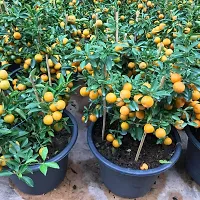 Pakistani Kagzi/Kumbaquat Lemon Fruit Plant ( Pack Of 1 Plant )-thumb2