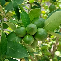 Thai Pati Lemon Fruit Plant ( Pack of 1 Plant )-thumb1