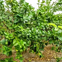 Thai Pati Lemon Fruit Plant ( Pack of 1 Plant )-thumb2