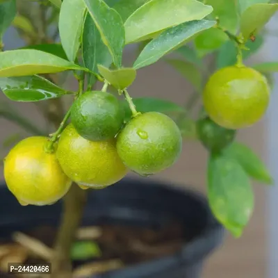 N.G.M.AGROCARE Hybrid Pati Lemon Plant  ( Pack of 1 Plant )