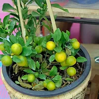 N.G.M.AGROCARE Hybrid Pati Lemon Plant  ( Pack of 1 Plant )-thumb1