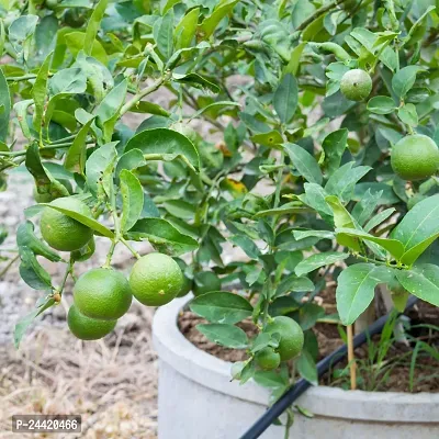 N.G.M.AGROCARE Hybrid Pati Lemon Plant  ( Pack of 1 Plant )-thumb3