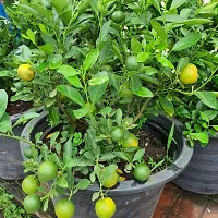 N.G.M.AGROCARE Ball Pati Lemon Fruit Plant ( Pack of 1 Plant )-thumb1