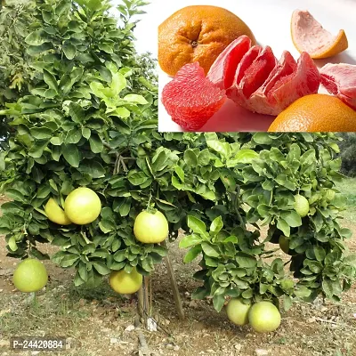 N.G.M.AGROCARE Grafted Red Pomelo Fruit Plant ( Pack of 1 Healthy Plant )