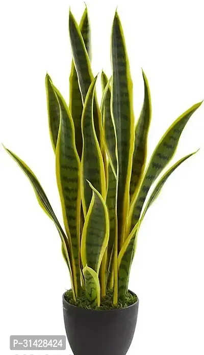 Indoor Snake Plant//dracaena Trifasciata-thumb0