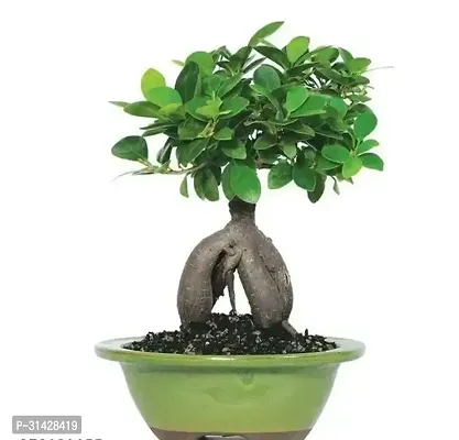 Chinese Banyan Bonsai Hybrid Live Plant-thumb0